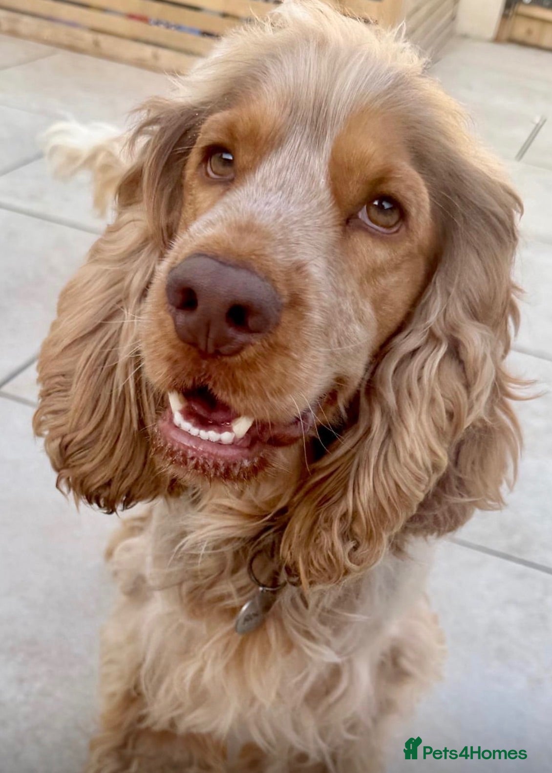 Cocker Spaniel dogs 🍣The Sushi Roll Litter🍣 - Advert 2