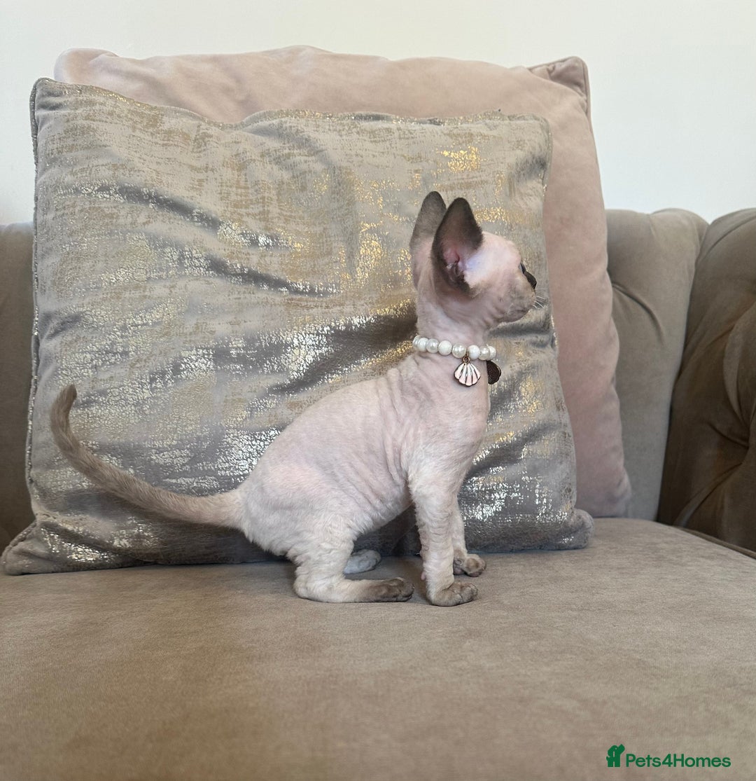 Devon Rex cats for sale: Two Adorable Devon Rex Kittens 💙🩷 - Image 5