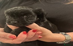Maltipoo dogs for sale: Maltipoo rare merle colours  - Image 2