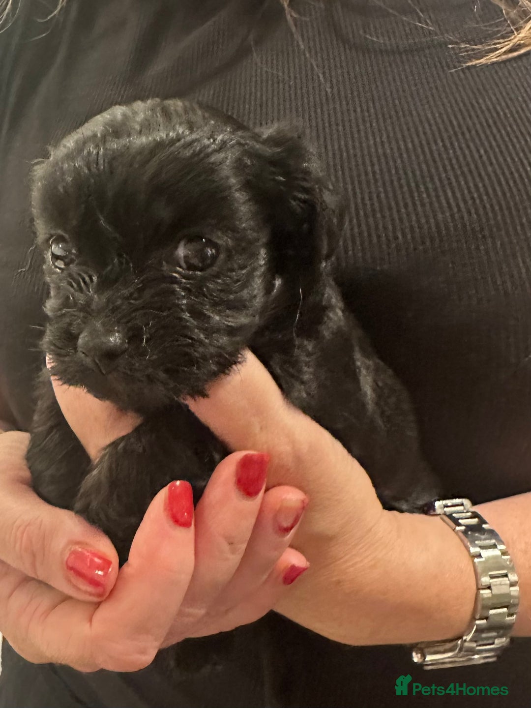 Maltipoo dogs for sale: Maltipoo rare merle colours  - Image 2
