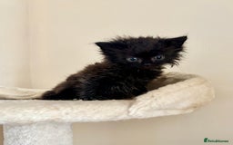Domestic Shorthair cats for sale: Gorgeous Fluffy Kittens, ready now! - Image 5