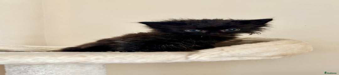 Domestic Shorthair Kitten 4
