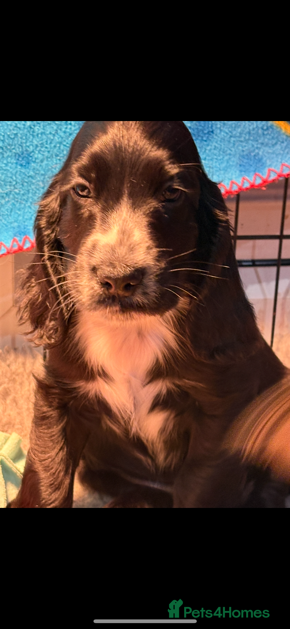 Cocker Spaniel dogs Health tested cocker spaniel puppies  - Advert 6