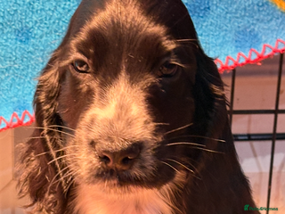 Cocker Spaniel dogs Health tested cocker spaniel puppies - Advert 4