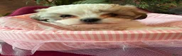 Malshi dogs for sale: Malshi Puppies - Rare Type - Ready Soon - Advert 11