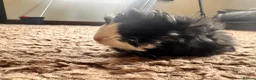 Guinea Pig rodents for sale: 8 week old long haired male guinea pig - Advert 2