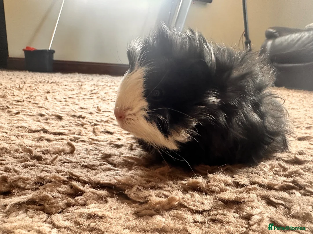 Guinea Pig rodents for sale: 8 week old long haired male guinea pig - Advert 2