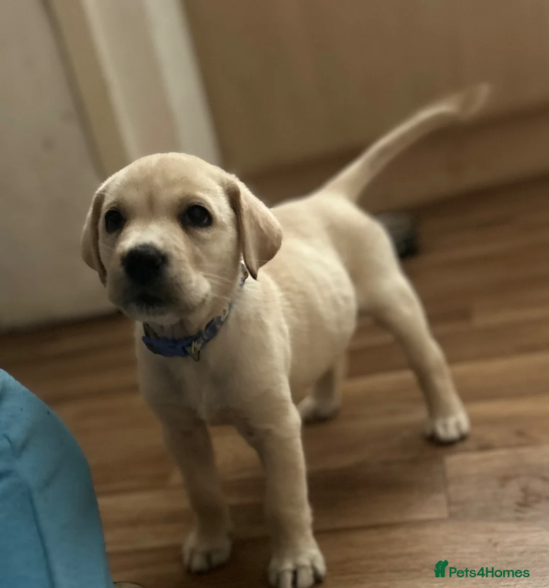 Labrador Retriever dogs for sale: Baby angel  in Broxburn - Advert 2