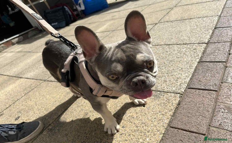 French Bulldog dogs - Advert 1