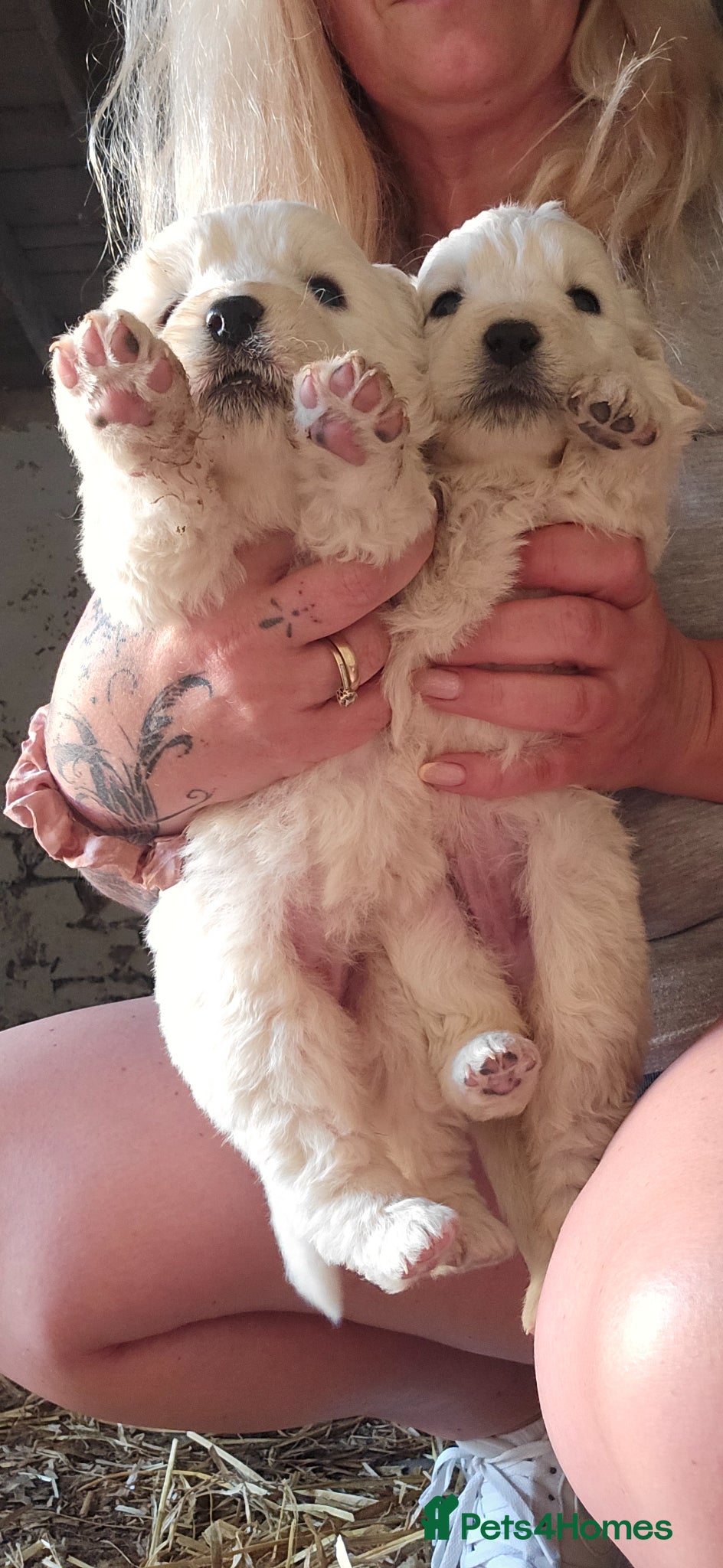 Pyrenean Mountain Dog dogs Polish tatra mountain dog - Advert 2