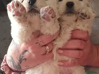 Pyrenean Mountain Dog dogs Polish tatra mountain dog - Advert 2
