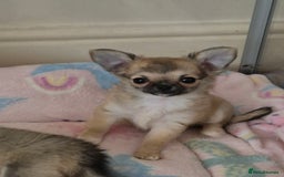 Chihuahua dogs for sale: KC registered Longcoat Chihuahuas - Image 2
