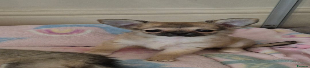 Chihuahua Puppy 2