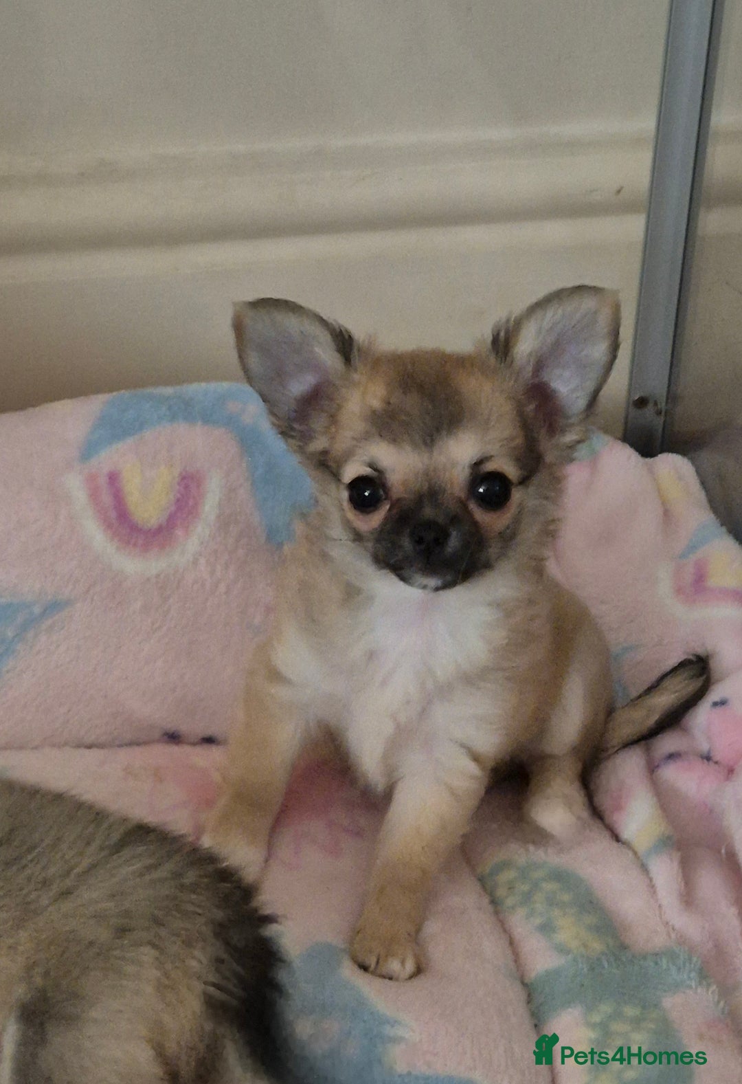 Chihuahua dogs for sale: KC registered Longcoat Chihuahuas - Image 2