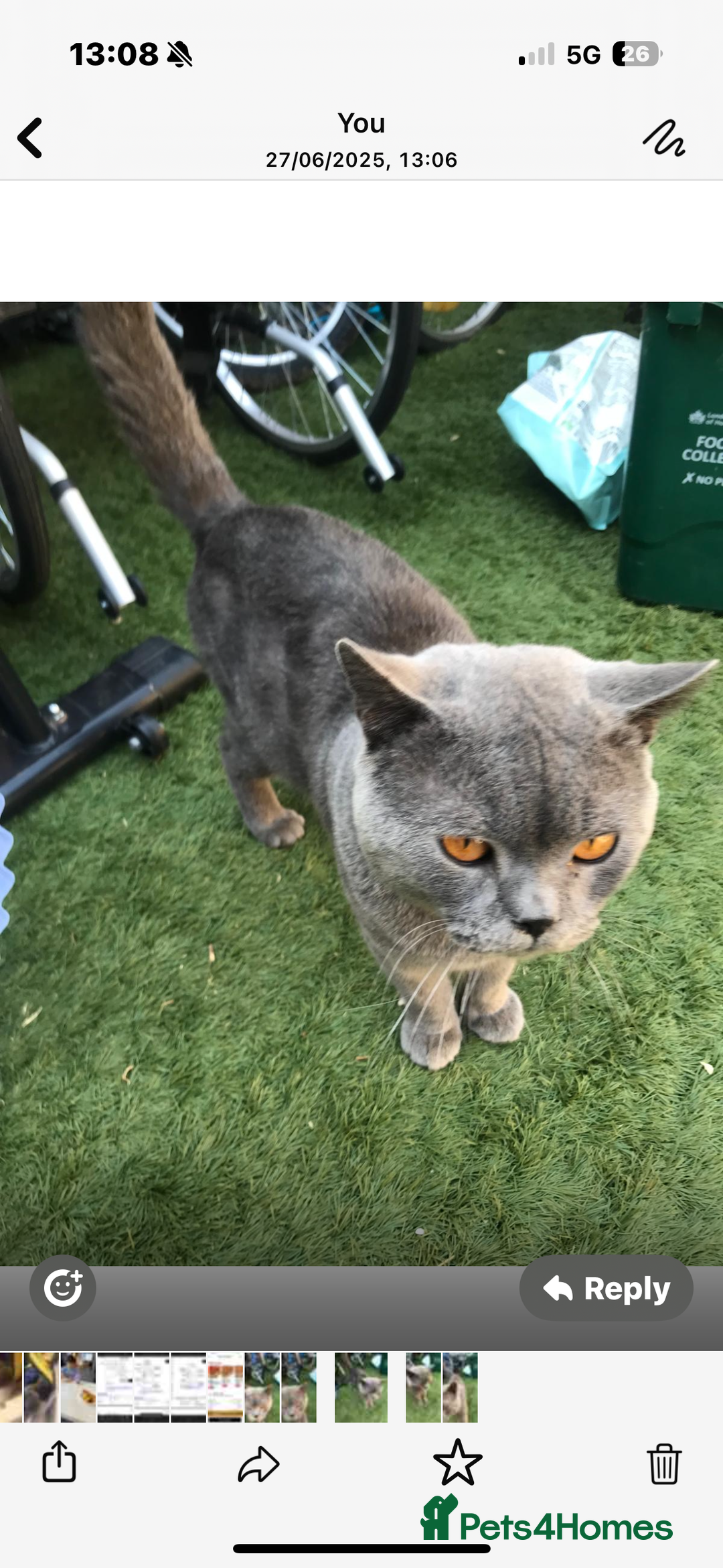 British Shorthair cats for sale: British Shorthair kittens  - Advert 15