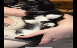 Maine Coon cats for sale: ! 12 week kitten for sale!  - Advert 9