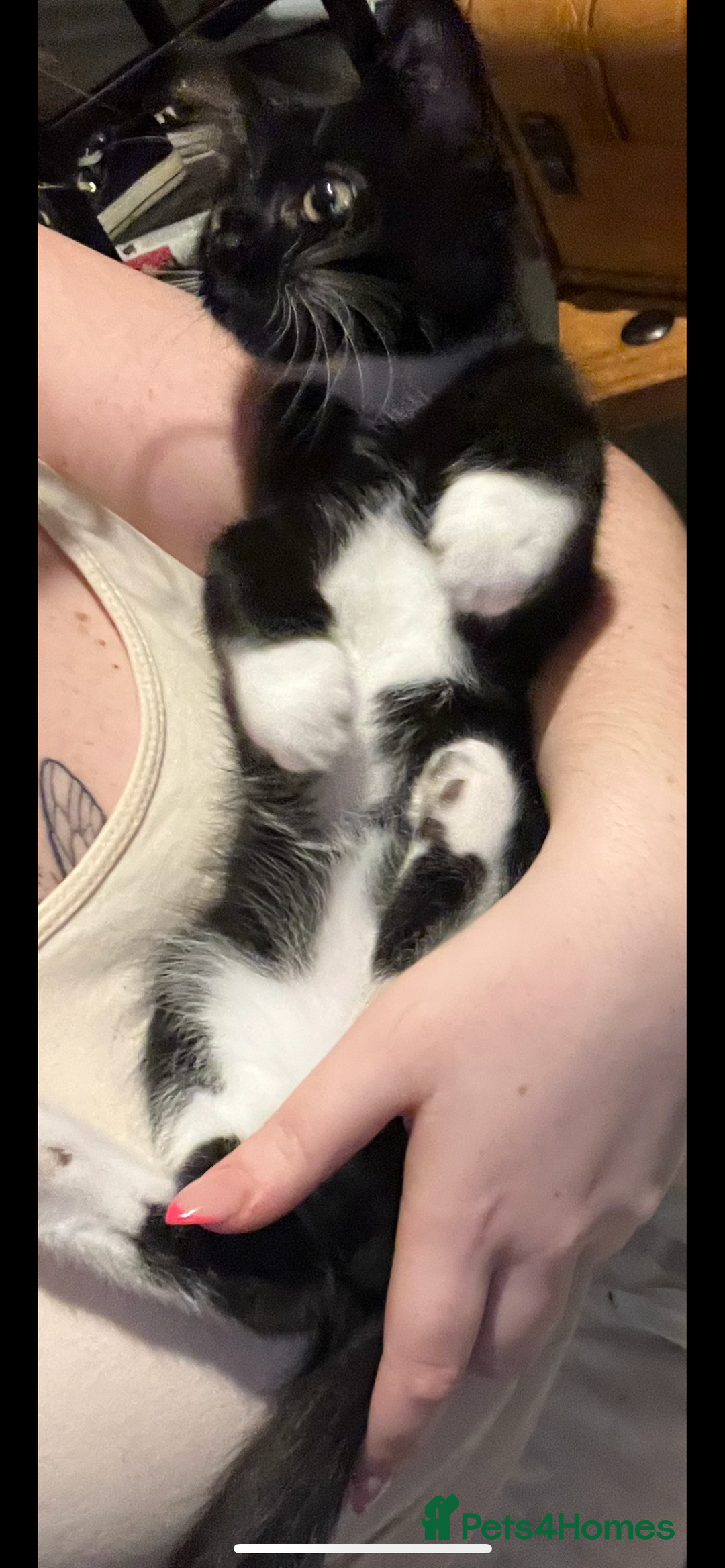 Maine Coon cats for sale: ! 12 week kitten for sale!  - Advert 9