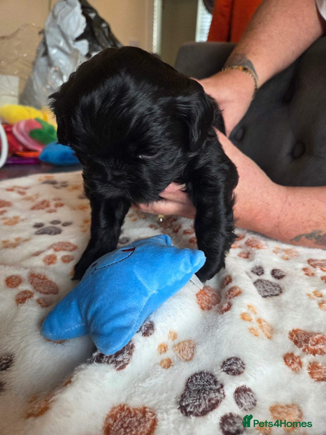 Shih Tzu dogs for sale: Shih Tzu Puppies For Sale  - Advert 5