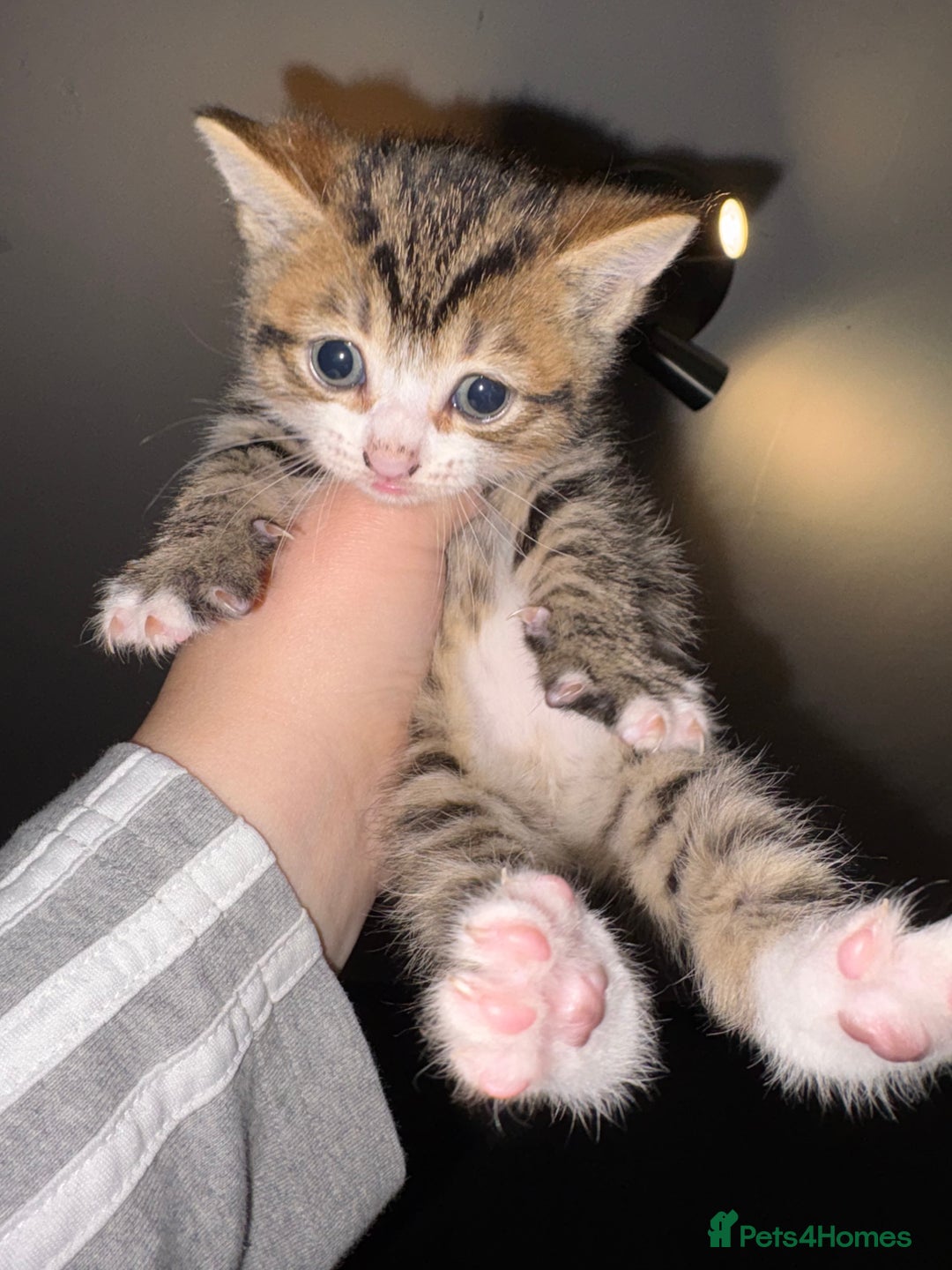 Mixed Breed cats for sale: Female kitten ready to leave 12th October  - Image 2