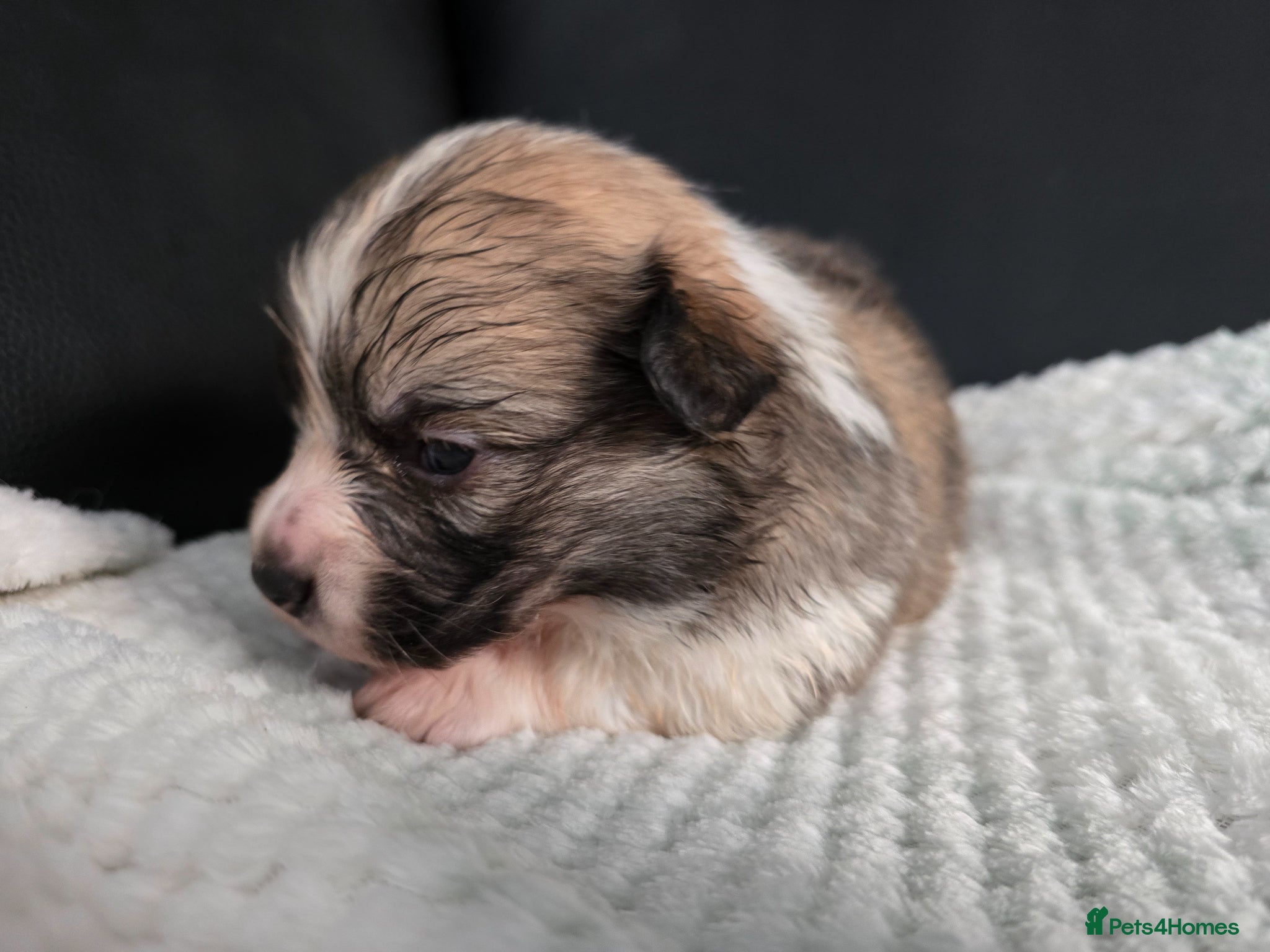 Welsh Corgi Pembroke dogs *Viewings now available!*KC Welsh Pembroke Corgi. - Advert 7