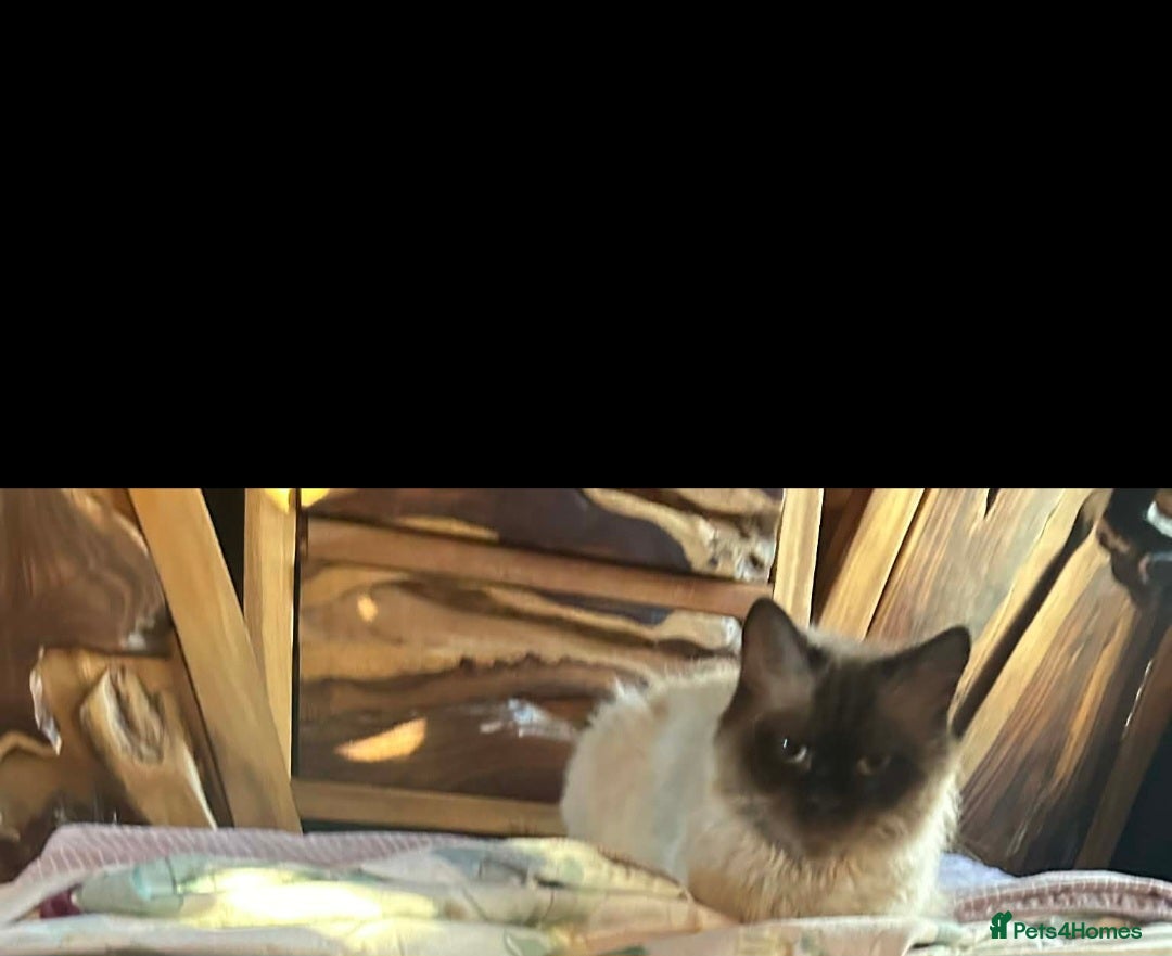 Ragdoll cats for sale: Ragdoll x kittens  - Advert 1