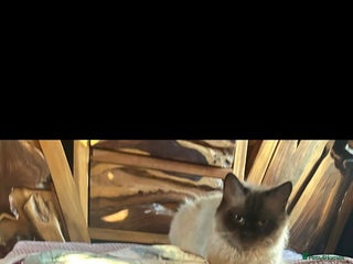 Ragdoll cats Ragdoll x kittens - Advert 1