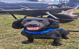 Cocker Spaniel dogs for stud: Kc reg Stitch for stud - Image 2