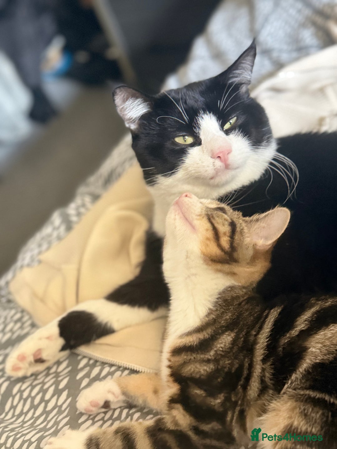 Domestic Shorthair cats for sale:  💞 Bonded Pair of Cuddly House Cats–7mo & 1yr Old - Image 7