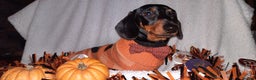 Dachshund dogs for stud: Stud dog - Advert 15