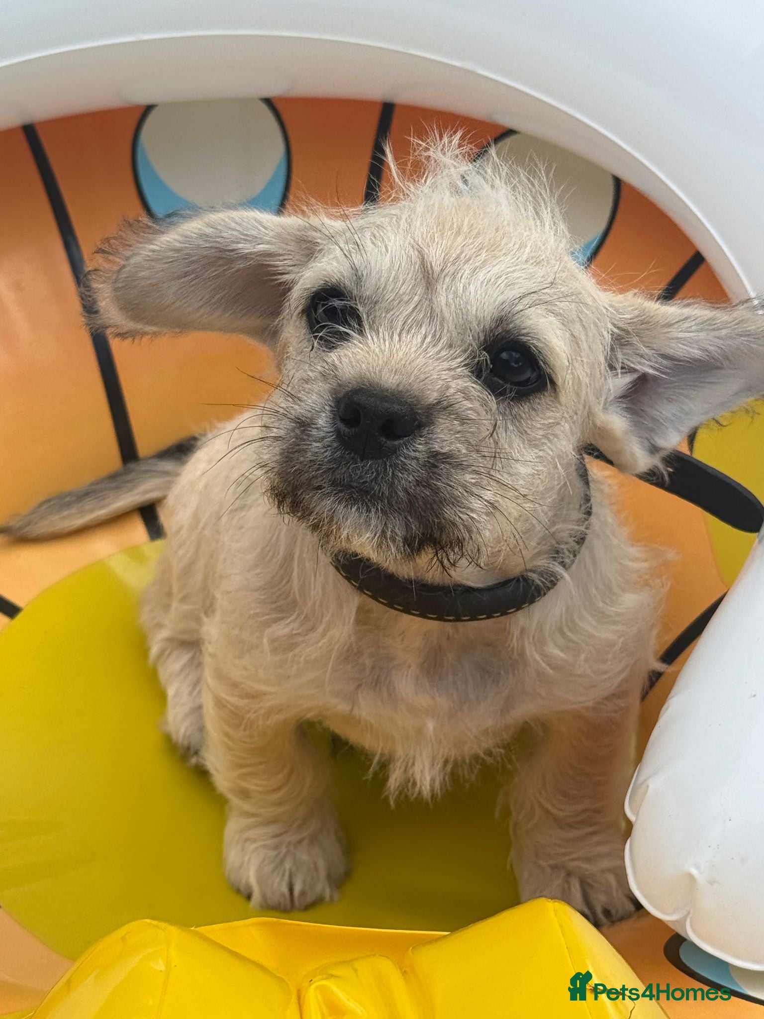 Mixed Breed dogs TO  BE A PART OF A FAMILY AND SPOILT  - Advert 9