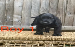 Cocker Spaniel dogs for sale: Cocker spaniel puppies  - Image 8