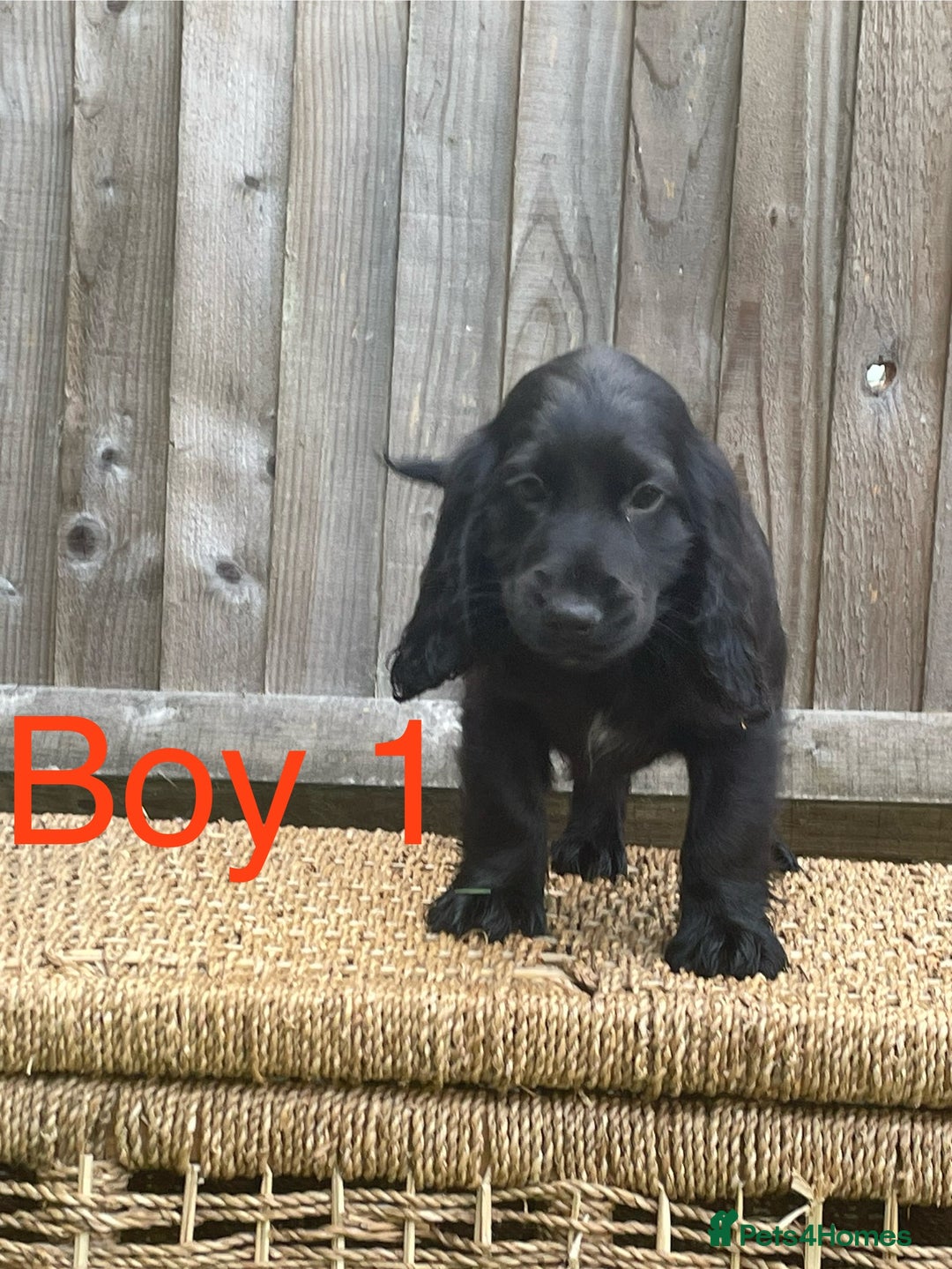 Cocker Spaniel dogs for sale: Cocker spaniel puppies  - Image 8