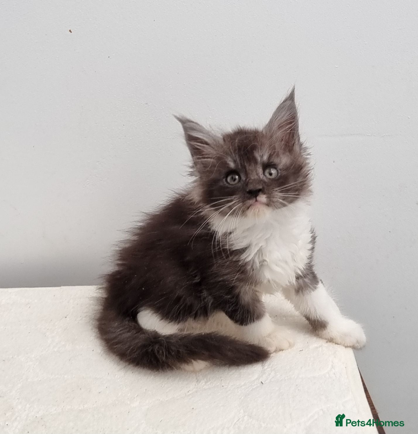 Maine Coon cats GCCF Pedigree Maine Coon Kittens for sale  - Advert 1