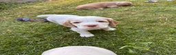 Mixed Breed dogs for sale: Clumber x Puppies  - Advert 9