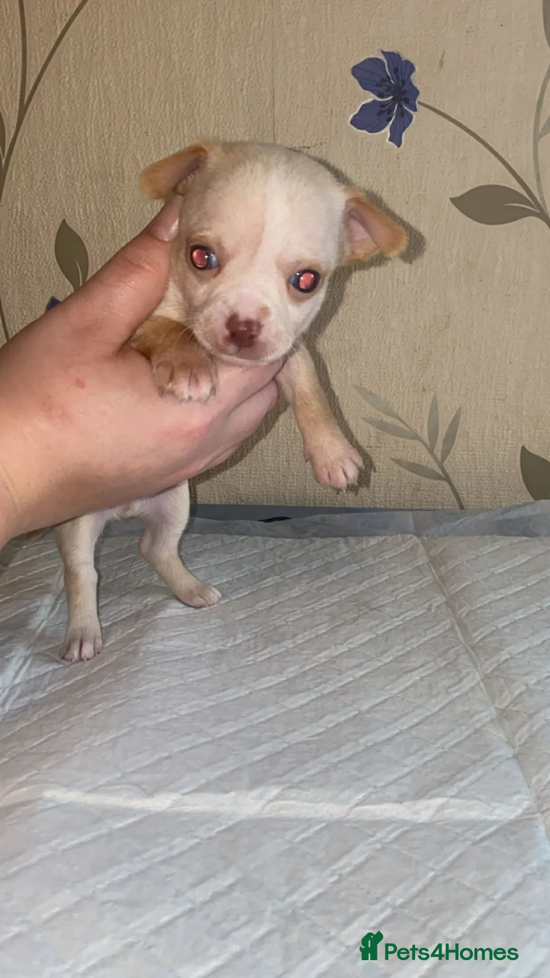 Chihuahua dogs for sale: chihuahua puppis for sale  - Advert 9