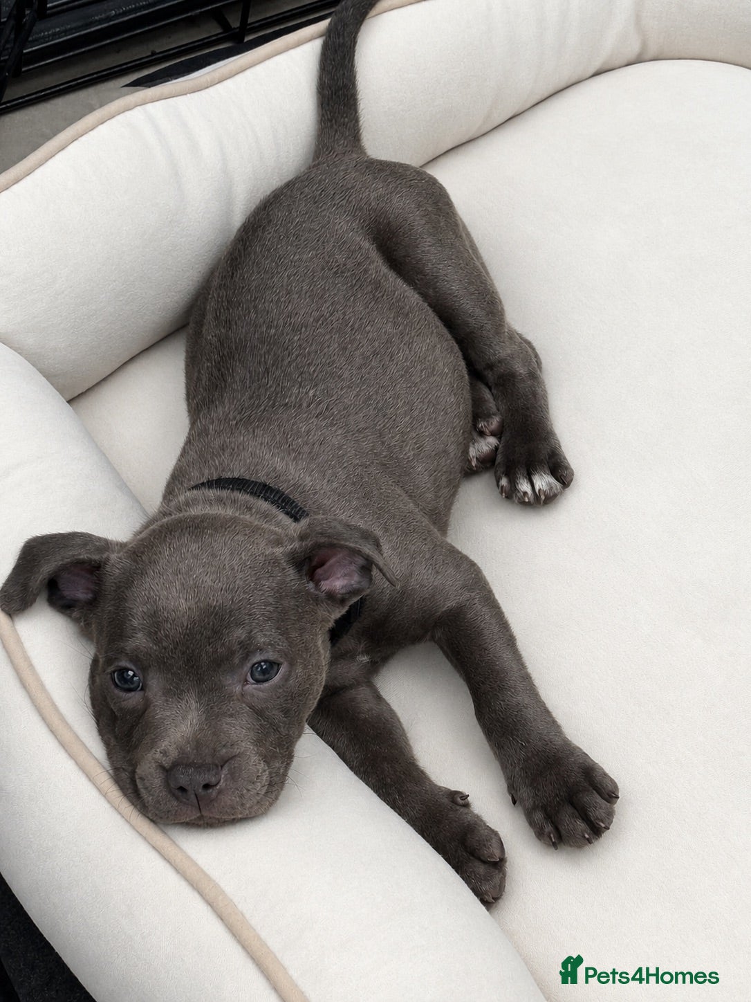 Staffordshire Bull Terrier dogs 2 Left *Avail now* Blue Staff Puppies  - Advert 1