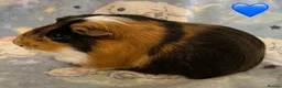 Guinea Pig rodents for sale: Gorgeous baby Guinea pigs - Advert 2