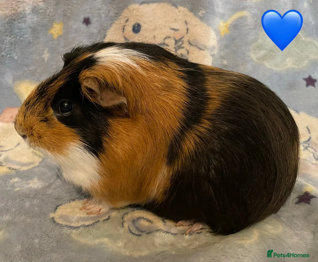 Guinea Pig rodents for sale: Gorgeous baby Guinea pigs - Advert 2
