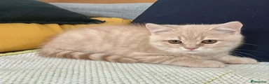 Cream boy