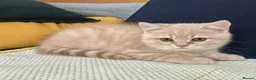 British Shorthair cats for sale: PURE BREED BOY - Advert 2