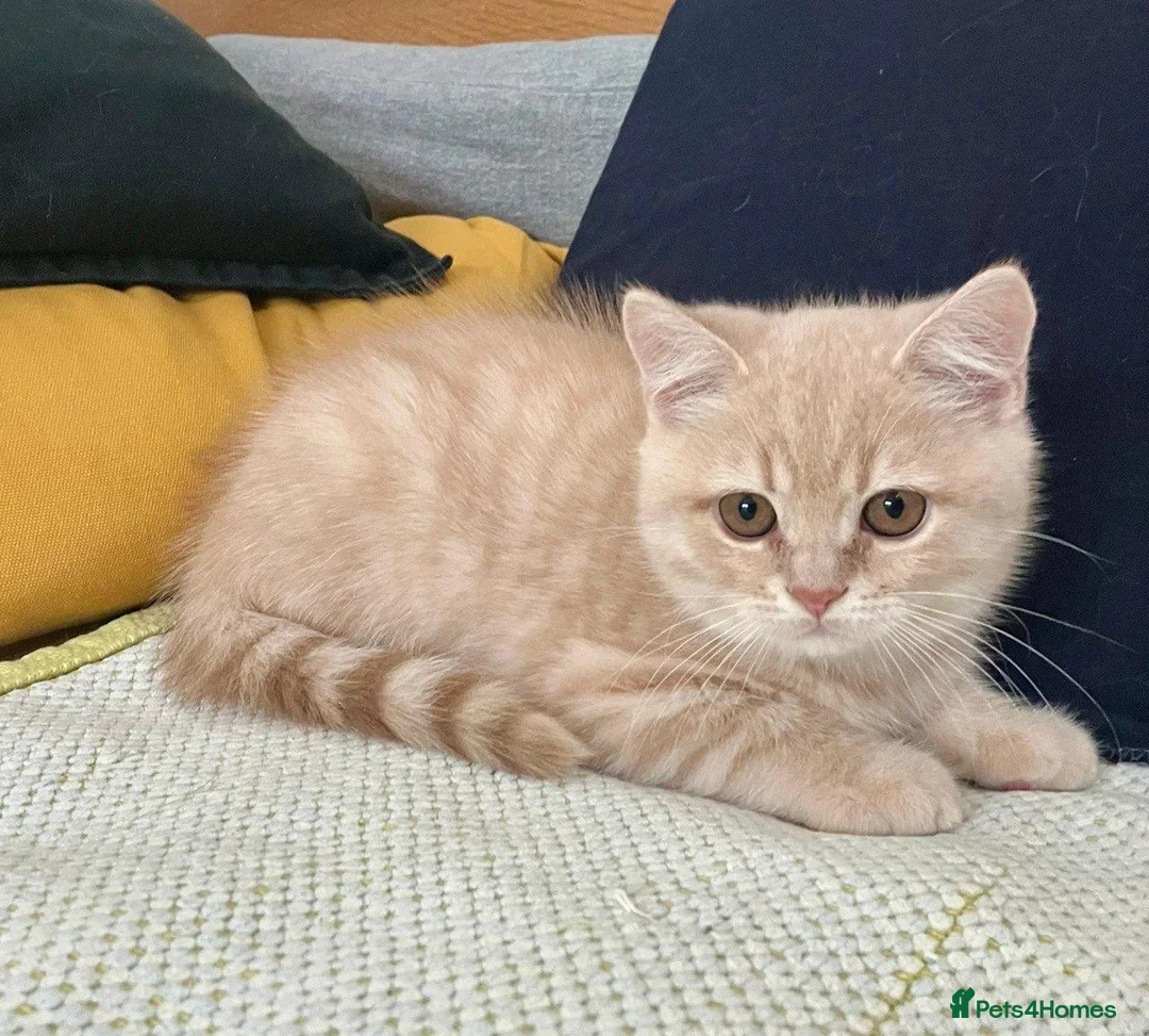 British Shorthair cats for sale: PURE BREED BOY - Advert 2