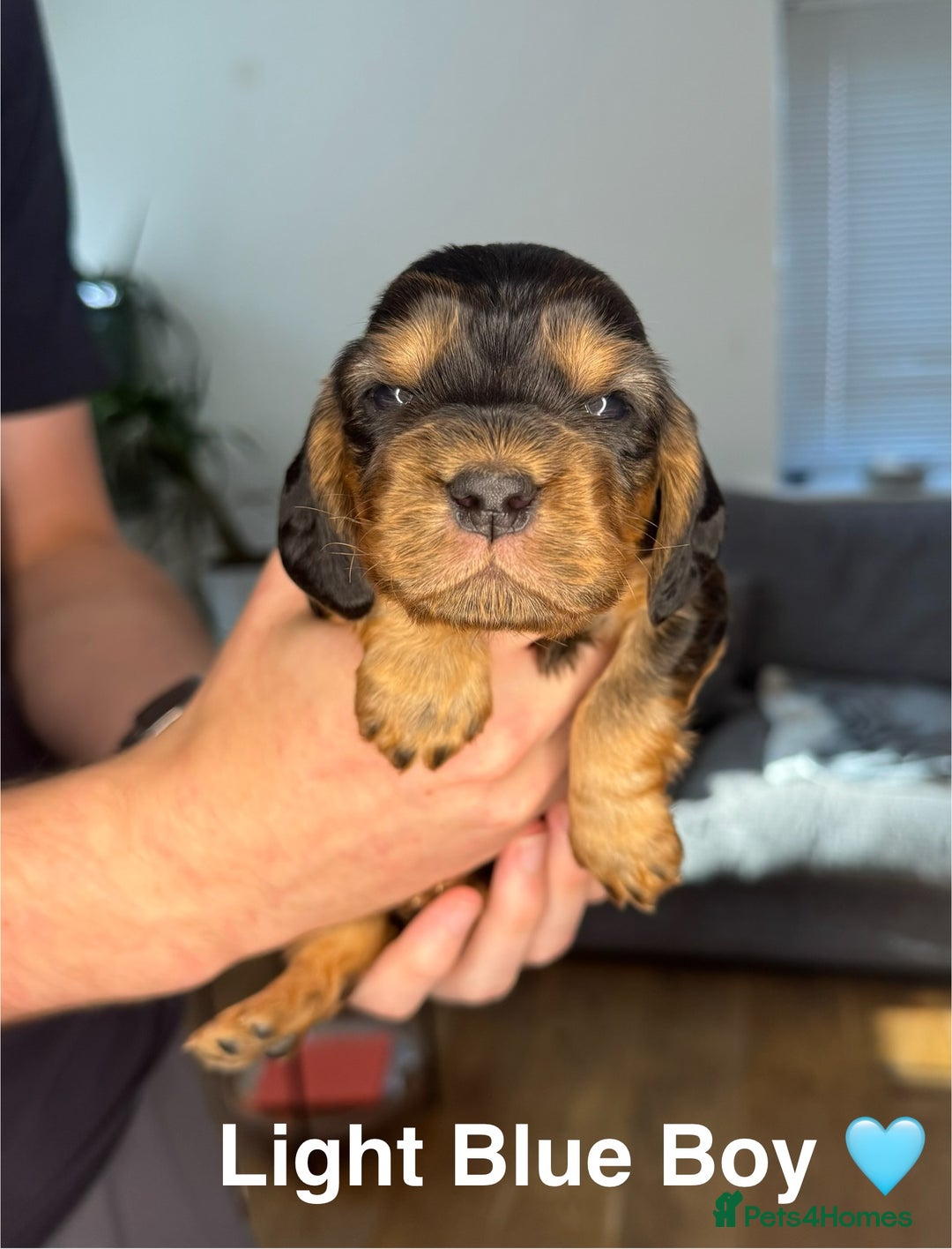 Cocker Spaniel dogs for sale: Beautiful show and working cockers - Image 3