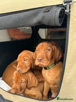 Hungarian Vizsla dogs - Advert 2