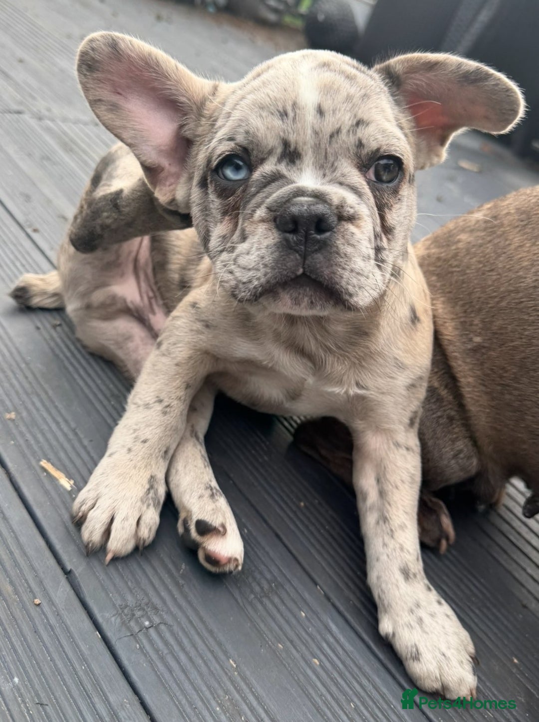 French Bulldog dogs for sale: Danny  - Image 5