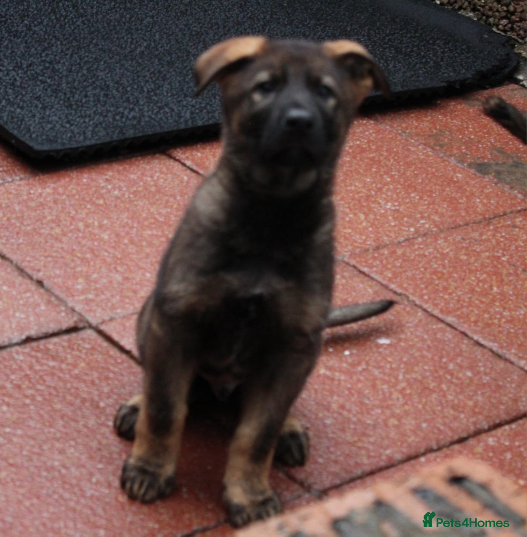 German Shepherd dogs for sale: Beautiful KC Registered Gsd Puppy Ready now😍😍 - Advert 3