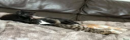 Mixed Breed cats for sale: Beautiful Kitten needs a loving home! - Advert 3