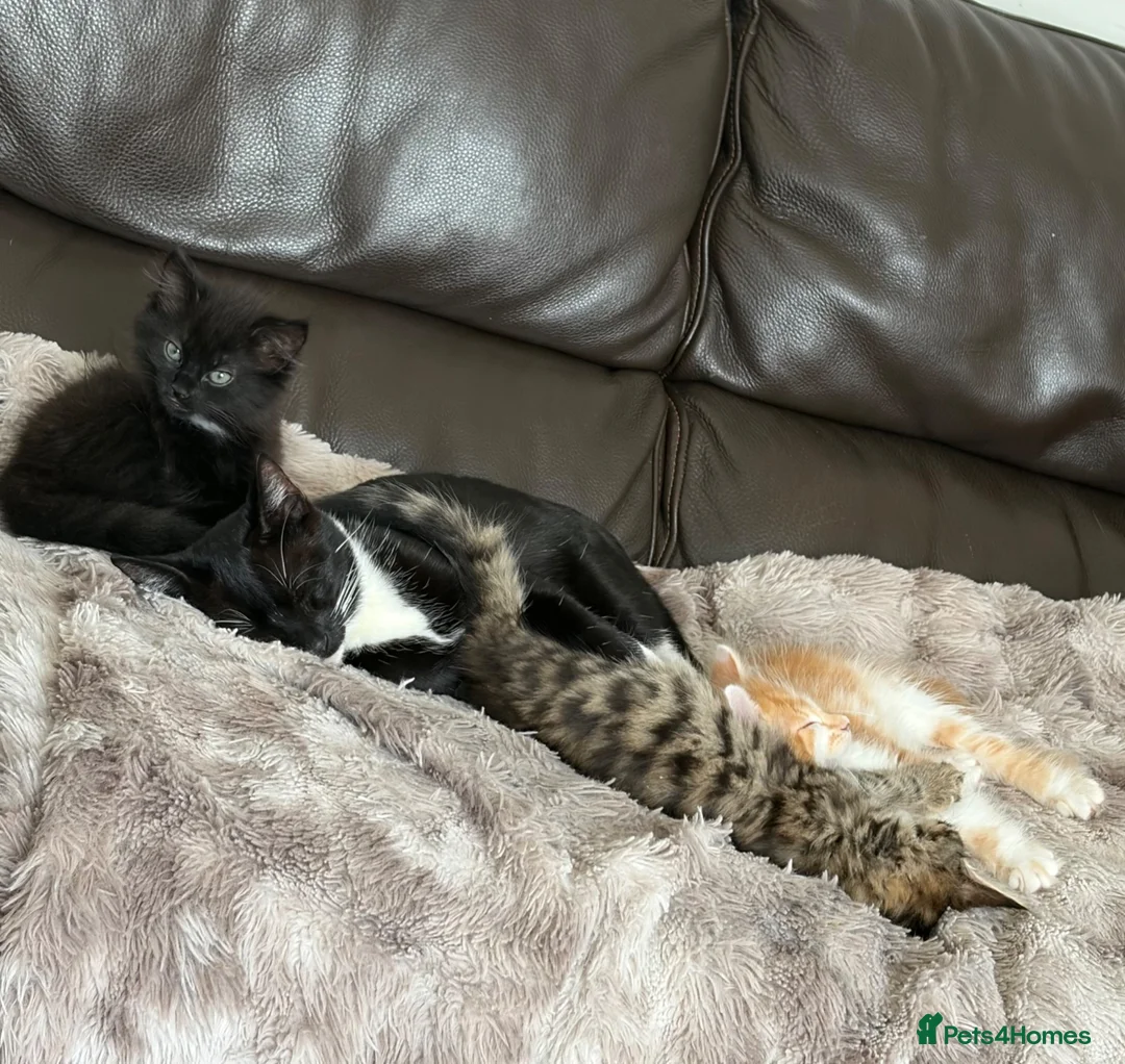 Mixed Breed cats for sale: Beautiful Kitten needs a loving home! - Advert 3