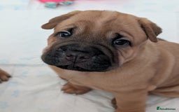 Shar Pei dogs for sale: Shar pei puppies  - Image 11