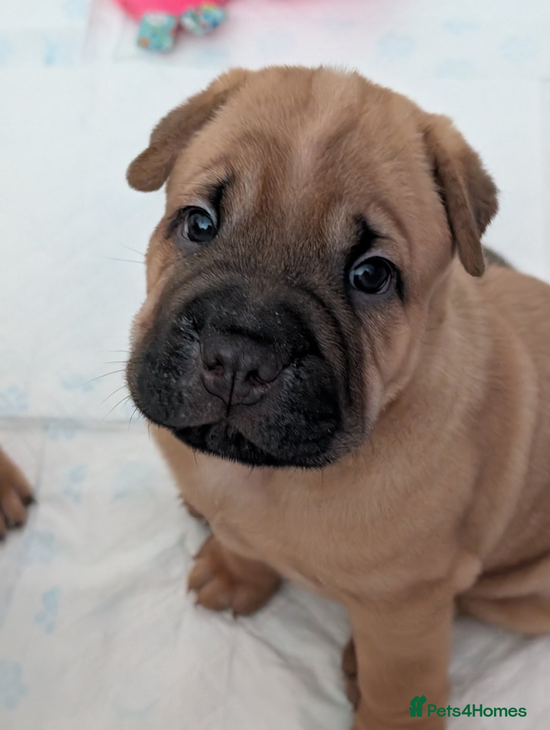 Shar Pei dogs for sale: Shar pei puppies  - Image 11