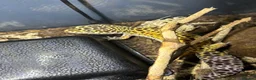 Leopard Gecko reptiles for sale: X2FULL SET UP male+female leopard gecko(breedable) in Ashton-under-Lyne - Advert 16